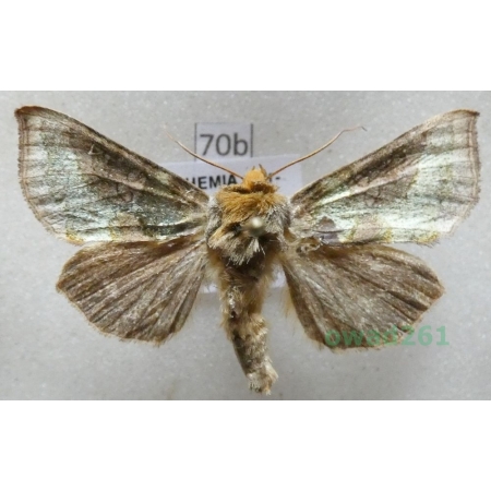 Diachrysia chrysitis (Linnaeus, 1758) Czech70b